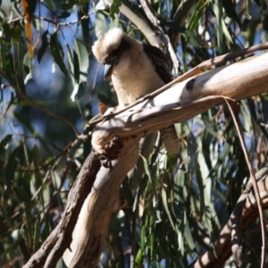 Dacelo novaeguineae at Hughes, ACT - 13 May 2019