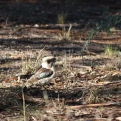 Dacelo novaeguineae at Hughes, ACT - 13 May 2019