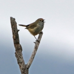 Acanthiza pusilla (Brown Thornbill) at Googong Foreshore - 12 May 2019 by RodDeb