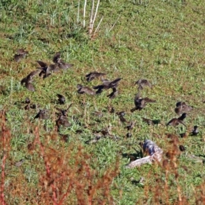 Sturnus vulgaris at Googong, NSW - 12 May 2019