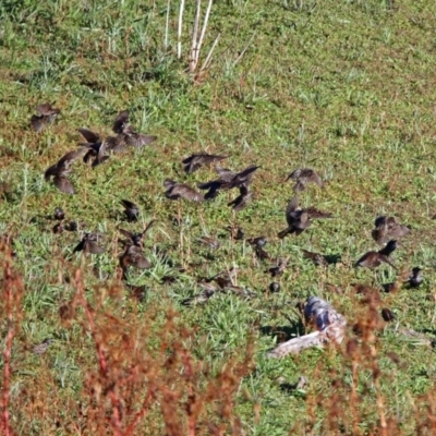 Sturnus vulgaris (Common Starling) at Googong, NSW - 12 May 2019 by RodDeb