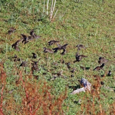 Sturnus vulgaris (Common Starling) at Googong, NSW - 12 May 2019 by RodDeb