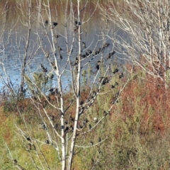 Sturnus vulgaris at Googong, NSW - 12 May 2019