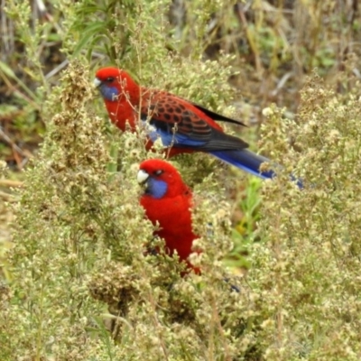 Platycercus elegans (Crimson Rosella) at Googong, NSW - 12 May 2019 by RodDeb