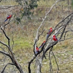 Platycercus elegans at Googong, NSW - 12 May 2019