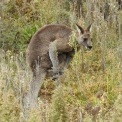 Macropus giganteus (Eastern Grey Kangaroo) at Googong Foreshore - 12 May 2019 by RodDeb