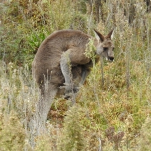 Macropus giganteus at Googong, NSW - 12 May 2019 12:16 PM