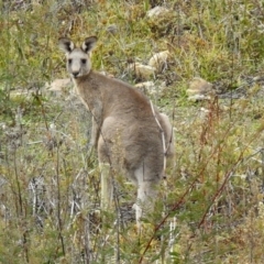 Macropus giganteus at Googong, NSW - 12 May 2019 12:16 PM