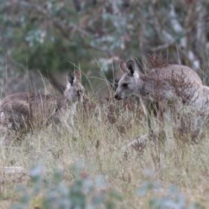 Macropus giganteus at Googong, NSW - 12 May 2019 12:16 PM