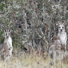 Macropus giganteus at Googong, NSW - 12 May 2019 12:16 PM