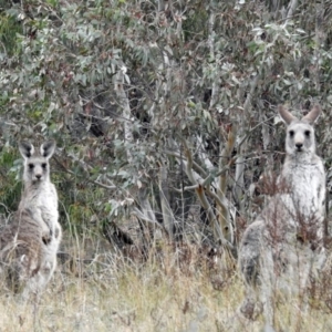 Macropus giganteus at Googong, NSW - 12 May 2019 12:16 PM