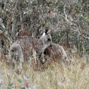 Macropus giganteus at Googong, NSW - 12 May 2019 12:16 PM