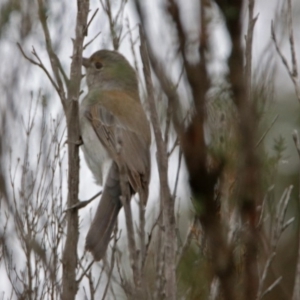 Colluricincla harmonica at Googong, NSW - 12 May 2019