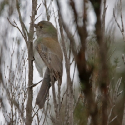 Colluricincla harmonica (Grey Shrikethrush) at Googong, NSW - 12 May 2019 by RodDeb