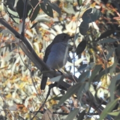 Colluricincla harmonica at Googong, NSW - 12 May 2019