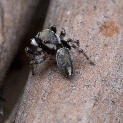 Maratus scutulatus (A jumping spider) at Tidbinbilla Nature Reserve - 13 Mar 2019 by JudithRoach
