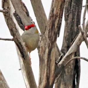 Neochmia temporalis at Googong, NSW - 12 May 2019