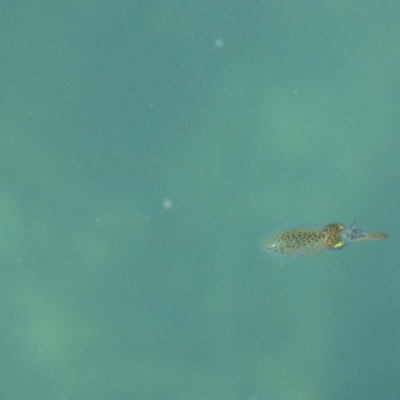 Unidentified Octopuses, Cuttlefish or Squid at Bermagui, NSW - 4 May 2019 by JackieLambert