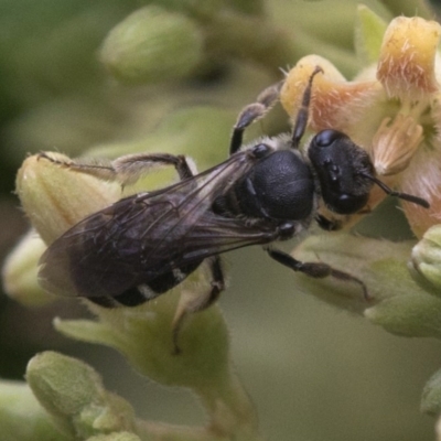 Lasioglossum (Chilalictus) sp. (genus & subgenus) (Halictid bee) at Acton, ACT - 24 Mar 2019 by JudithRoach