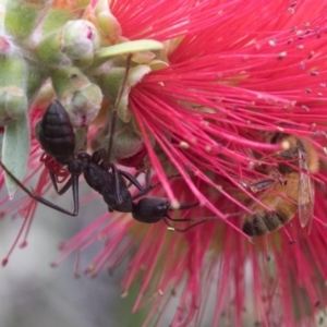 Myrmecia pyriformis at Acton, ACT - 24 Mar 2019