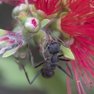 Myrmecia pyriformis at Acton, ACT - 24 Mar 2019