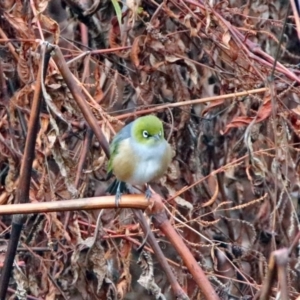 Zosterops lateralis at Googong Foreshore - 12 May 2019