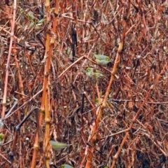 Zosterops lateralis at Googong Foreshore - 12 May 2019