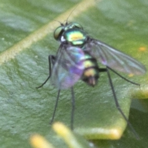 Austrosciapus sp. (genus) at Acton, ACT - 24 Mar 2019 11:35 AM