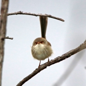 Malurus cyaneus at Googong, NSW - 12 May 2019