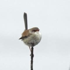 Malurus cyaneus at Googong, NSW - 12 May 2019 02:14 PM