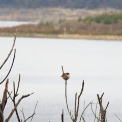 Malurus cyaneus at Googong, NSW - 12 May 2019