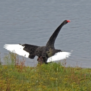 Cygnus atratus at Googong Foreshore - 12 May 2019