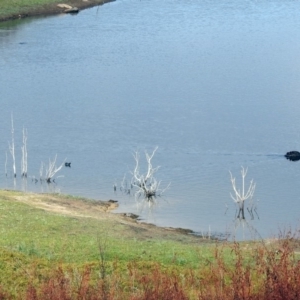 Cygnus atratus at Googong Foreshore - 12 May 2019