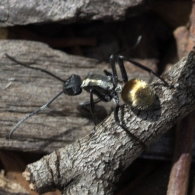 Polyrhachis ammon (Golden-spined Ant, Golden Ant) at Acton, ACT - 24 Mar 2019 by JudithRoach