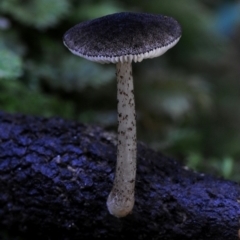 Pluteus cervinus (Pluteus cervinus) at Kianga, NSW - 12 May 2019 by Teresa