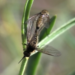 Bombyliidae (family) (Unidentified Bee fly) at Acton, ACT - 24 Mar 2019 by JudithRoach