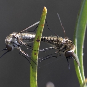 Bombyliidae (family) at Acton, ACT - 24 Mar 2019