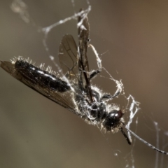 Tiphiidae (family) (Unidentified Smooth flower wasp) at Cotter River, ACT - 28 Mar 2019 by Judith Roach