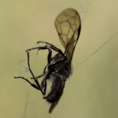 Tiphiidae (family) at Cotter River, ACT - 28 Mar 2019 02:05 PM