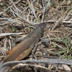 Goniaea carinata (Black kneed gumleaf grasshopper) at Cotter River, ACT - 28 Mar 2019 by JudithRoach