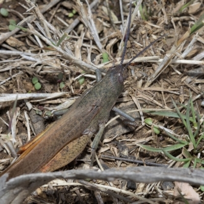 Goniaea carinata (Black kneed gumleaf grasshopper) at Cotter River, ACT - 28 Mar 2019 by JudithRoach