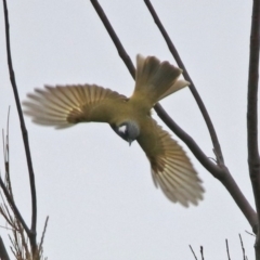 Nesoptilotis leucotis (White-eared Honeyeater) at Googong Foreshore - 12 May 2019 by RodDeb