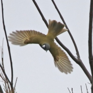 Nesoptilotis leucotis at Googong, NSW - 12 May 2019