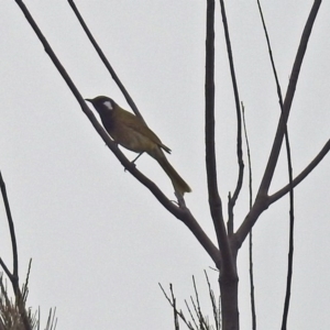 Nesoptilotis leucotis at Googong, NSW - 12 May 2019