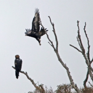 Aquila audax at Googong, NSW - 12 May 2019 12:36 PM