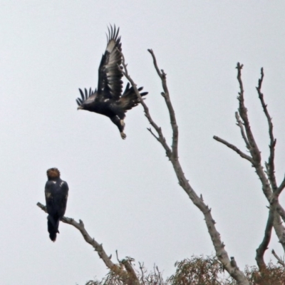 Aquila audax (Wedge-tailed Eagle) at Googong, NSW - 12 May 2019 by RodDeb