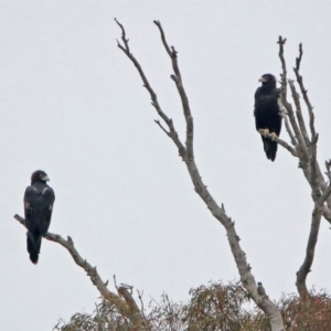 Aquila audax at Googong, NSW - 12 May 2019 12:36 PM