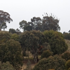 Aquila audax at Googong, NSW - 12 May 2019 12:36 PM