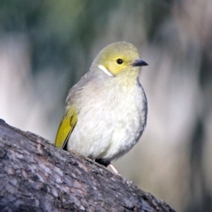 Ptilotula penicillata at Googong, NSW - 12 May 2019