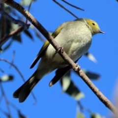 Ptilotula penicillata at Googong, NSW - 12 May 2019